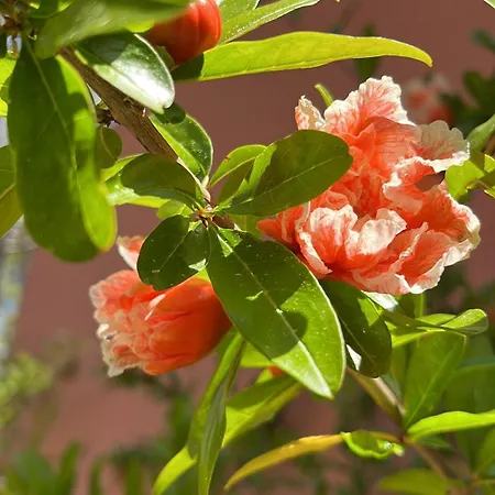De La Pinede